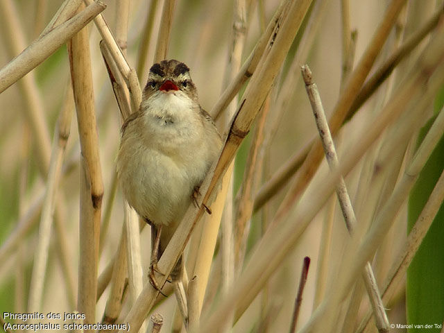 Phragmite des joncs