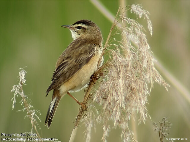Phragmite des joncs