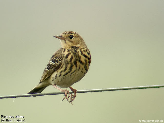 Pipit des arbres