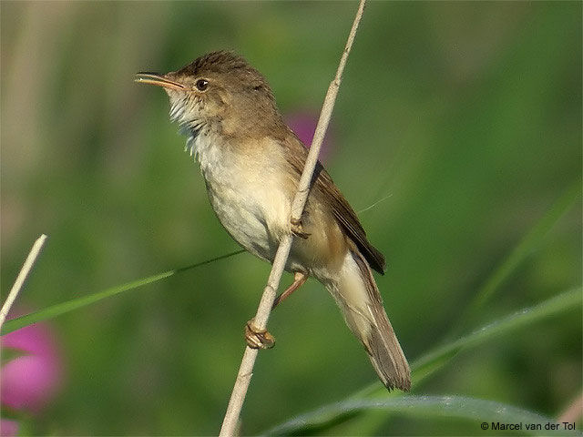 Rousserolle effarvatte