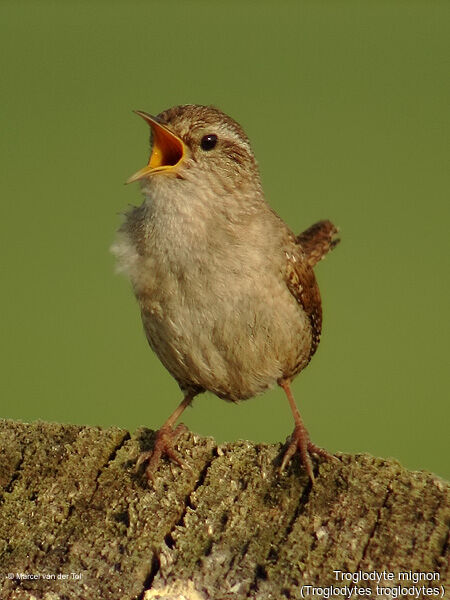 Troglodyte mignon