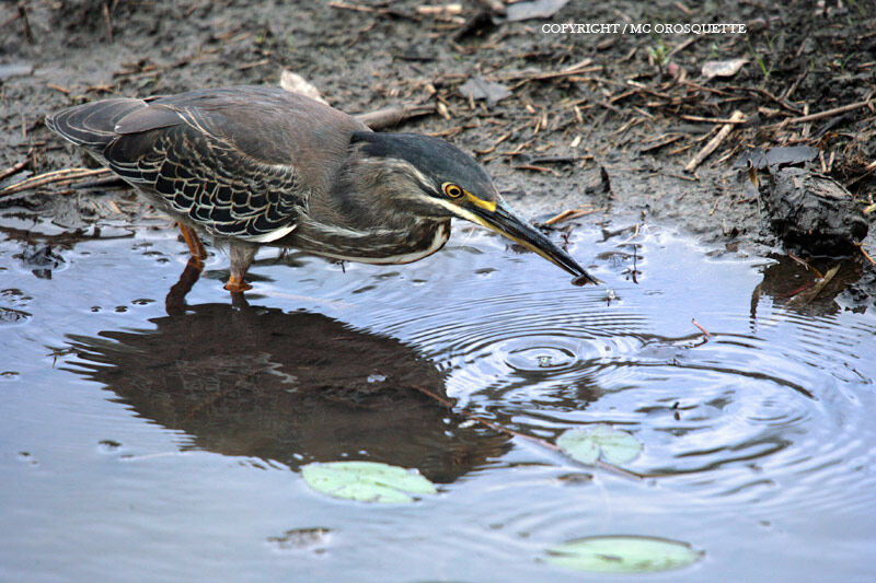 Little Heron