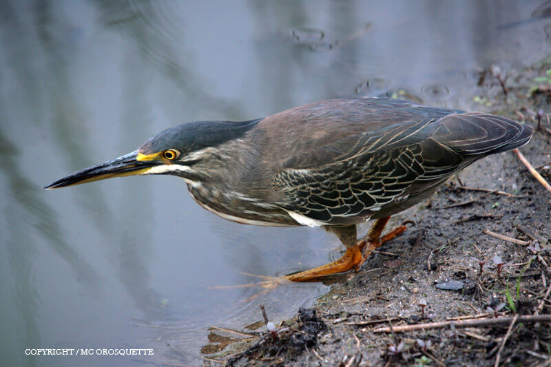 Little Heron