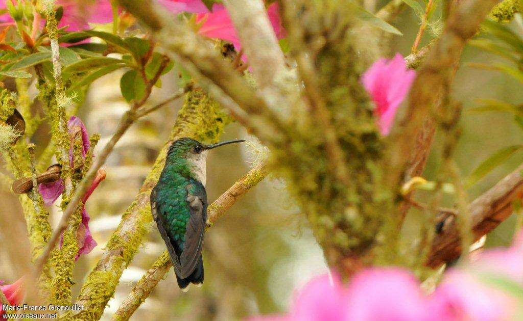 Santa Marta Sabrewing