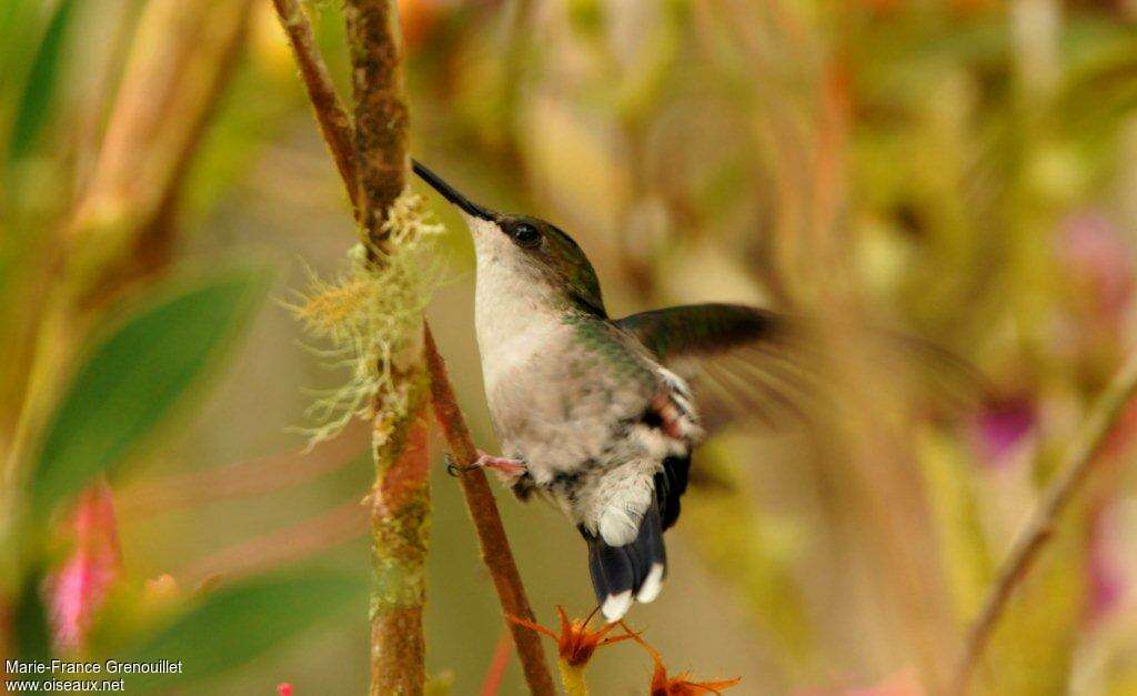 Santa Marta Sabrewing female adult