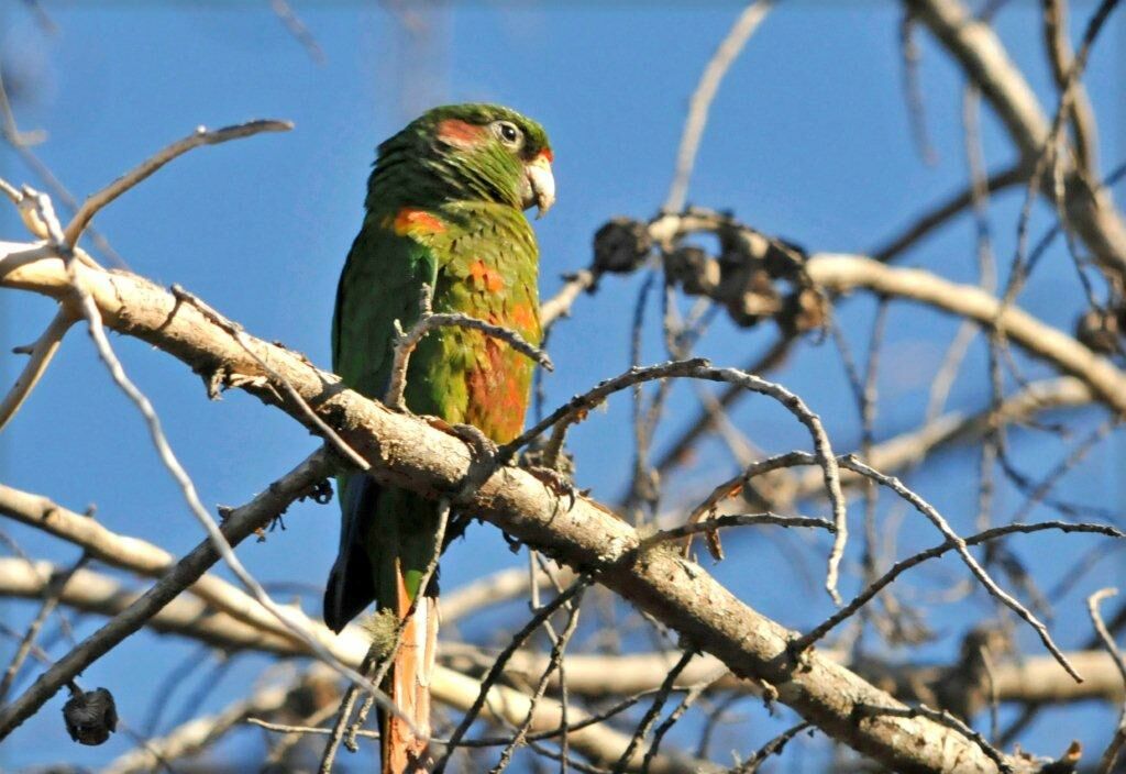 Santa Marta Parakeet