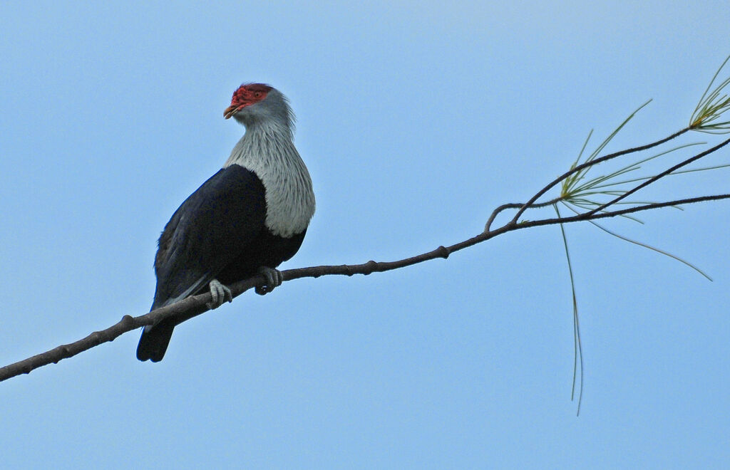 Seychelles Blue Pigeon