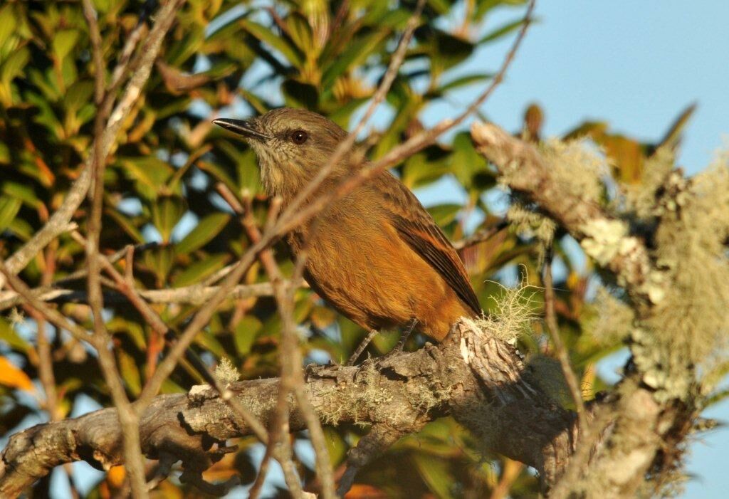 Santa Marta Bush Tyrant