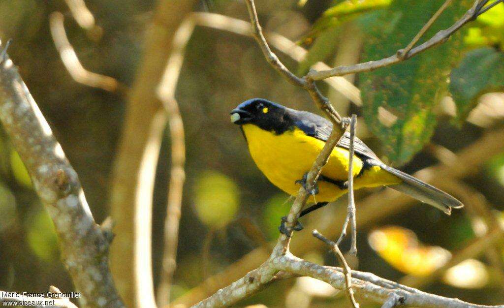 Santa Marta Mountain Tanager