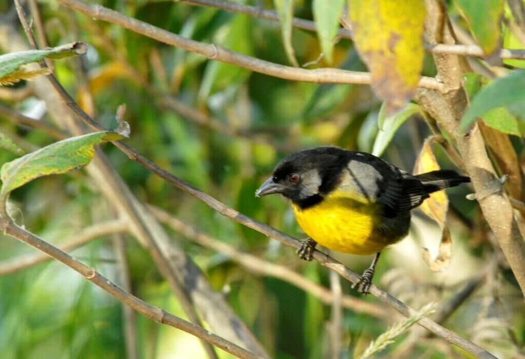 Santa Marta Brushfinch