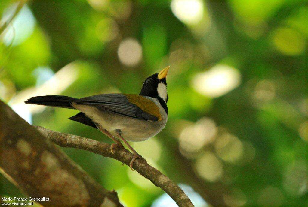 Golden-winged Sparrowadult, identification