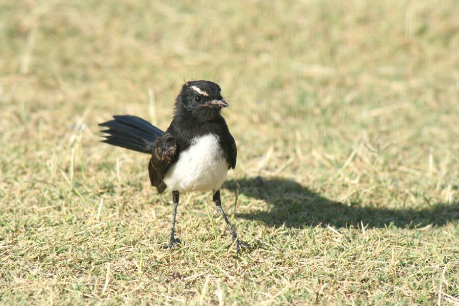 Rhipidure hochequeue