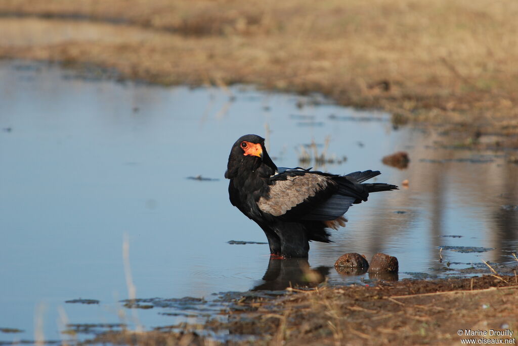 Bateleur des savanesadulte, identification