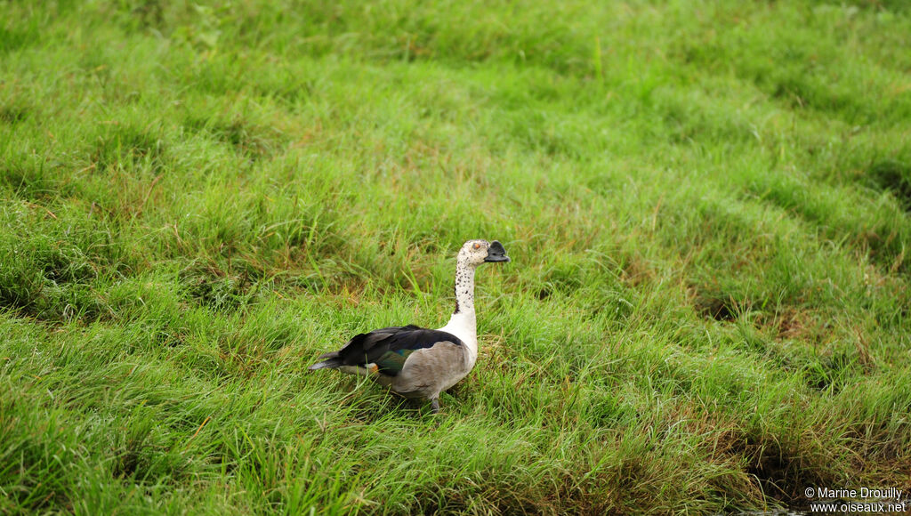 Knob-billed Duckadult, identification