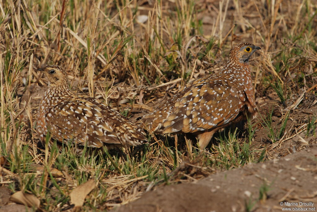 Burchell's Sandgrouseadult, identification