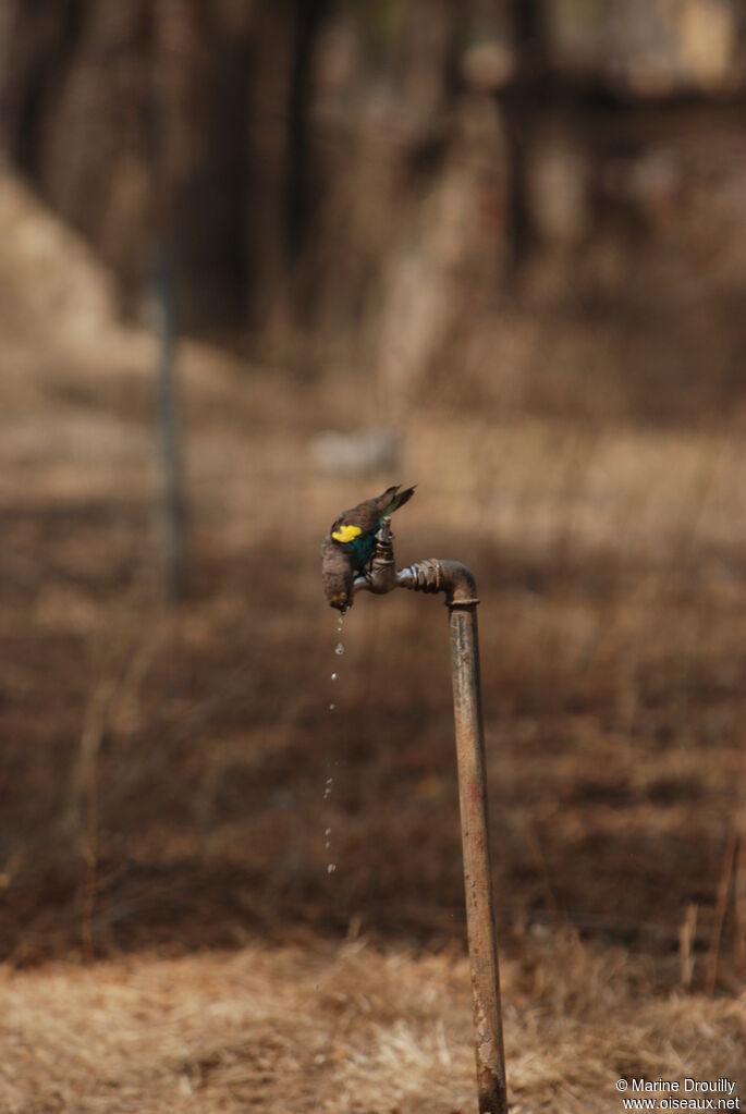 Meyer's Parrotadult, Behaviour