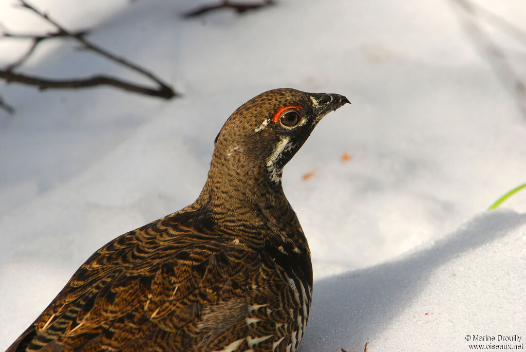 Spruce Grouse male adult, identification