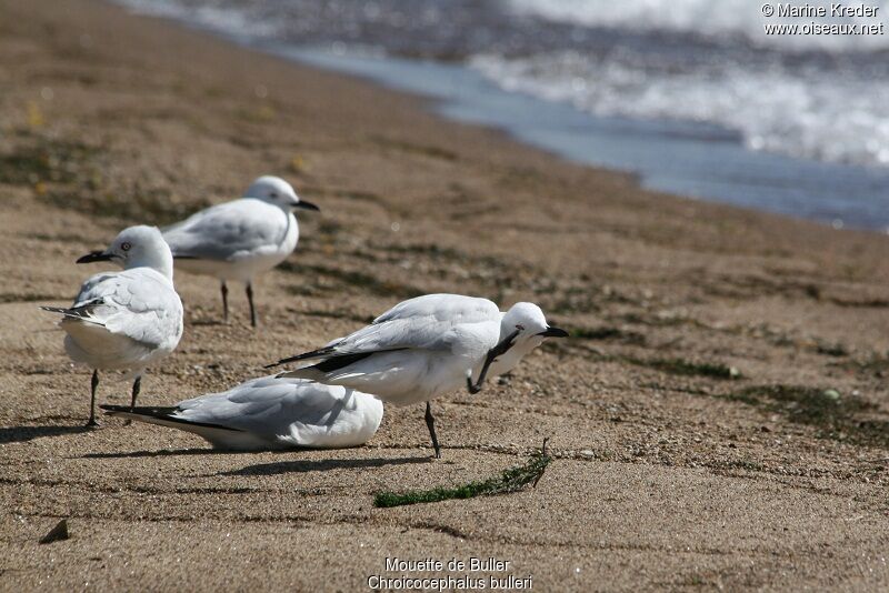 Black-billed Gull