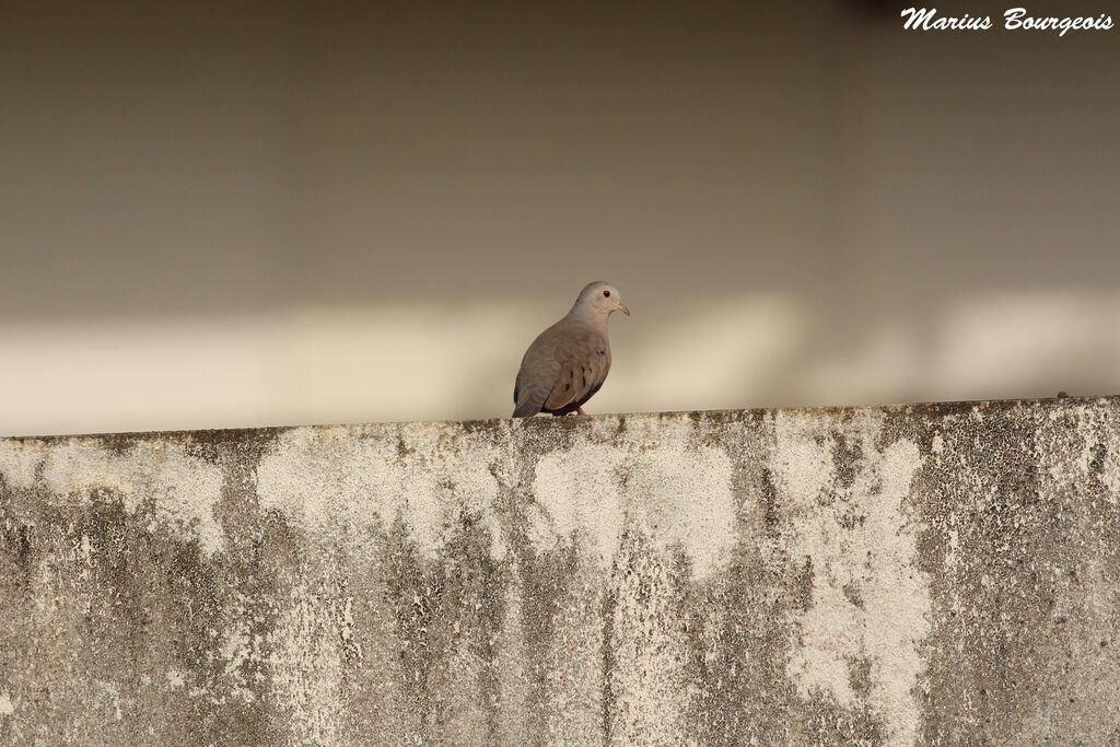 Plain-breasted Ground Dove