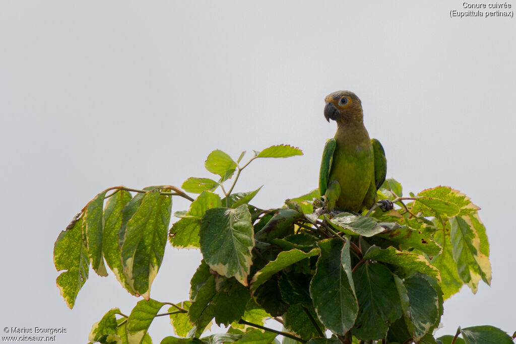 Brown-throated Parakeet