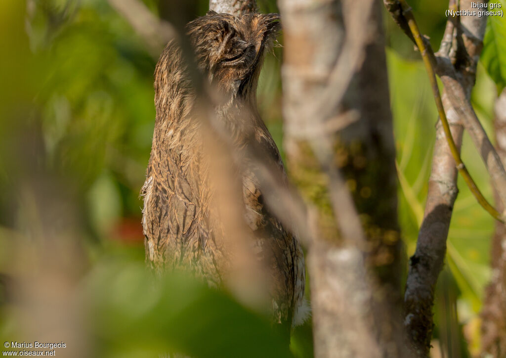 Common Potoo