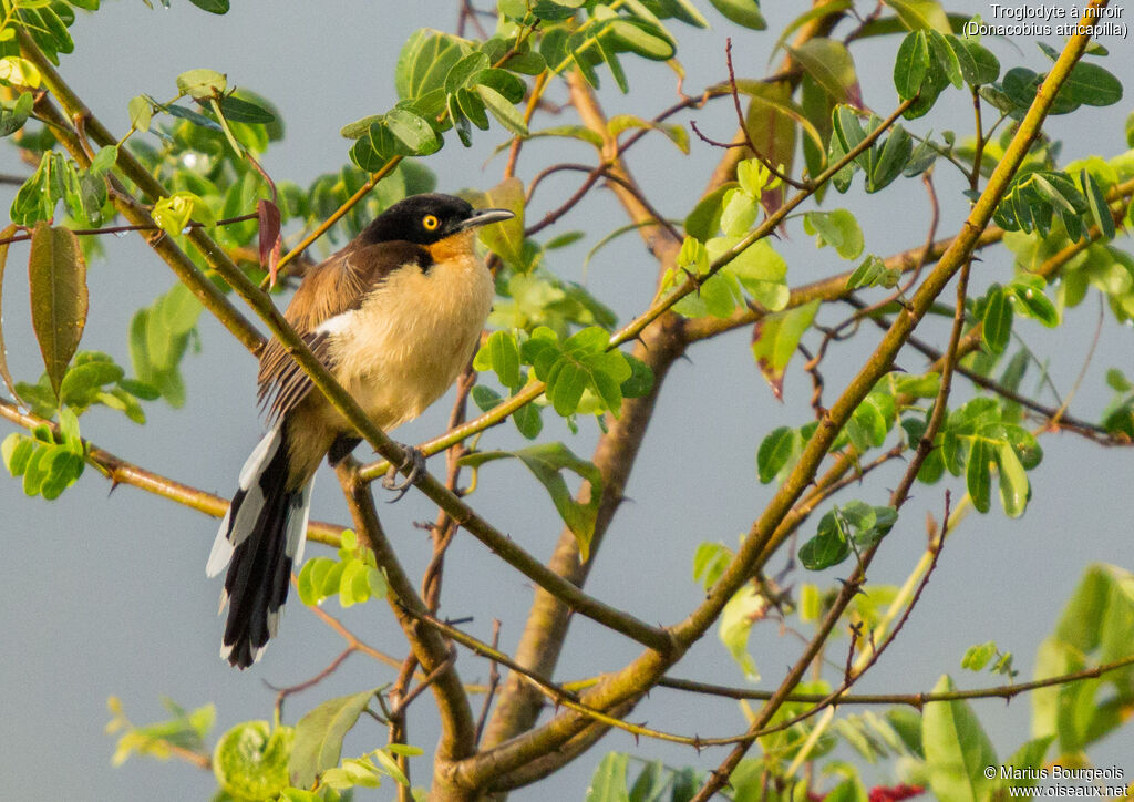 Black-capped Donacobius