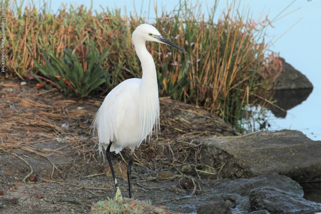 Little Egret