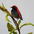 Dicée à dos rouge