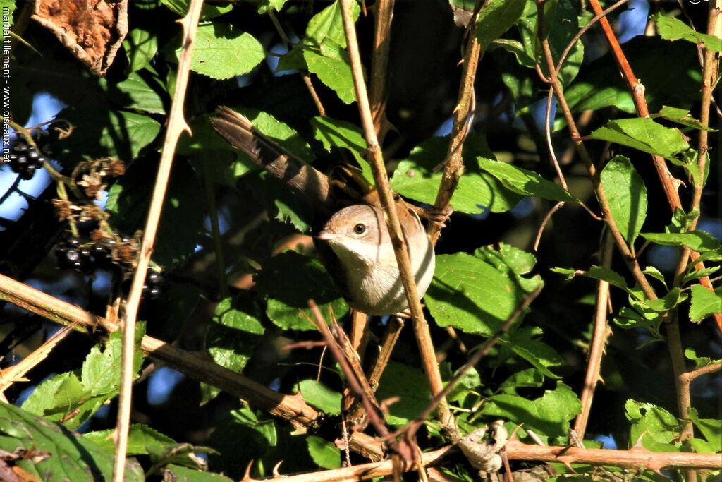 Common Whitethroat female