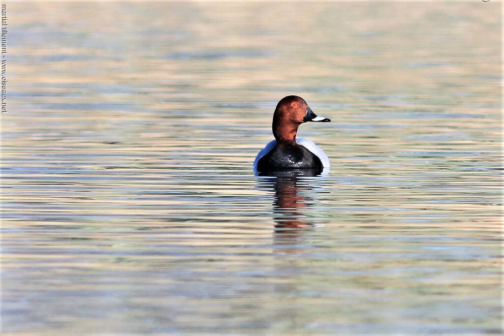 Common Pochard male