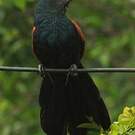 Grand Coucal
