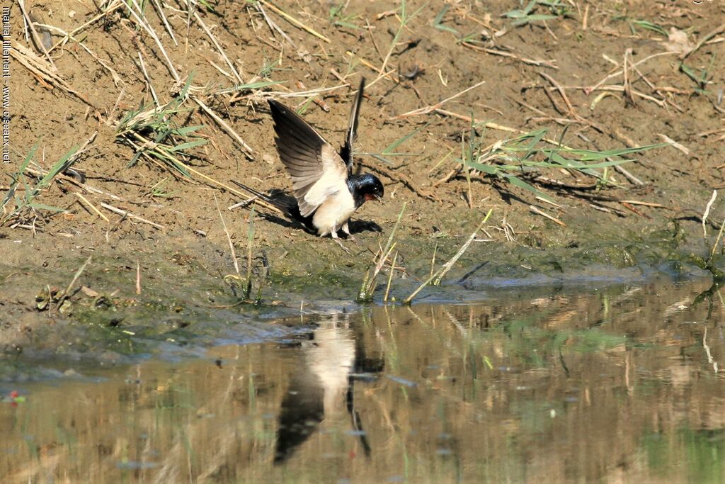 Hirondelle rustique