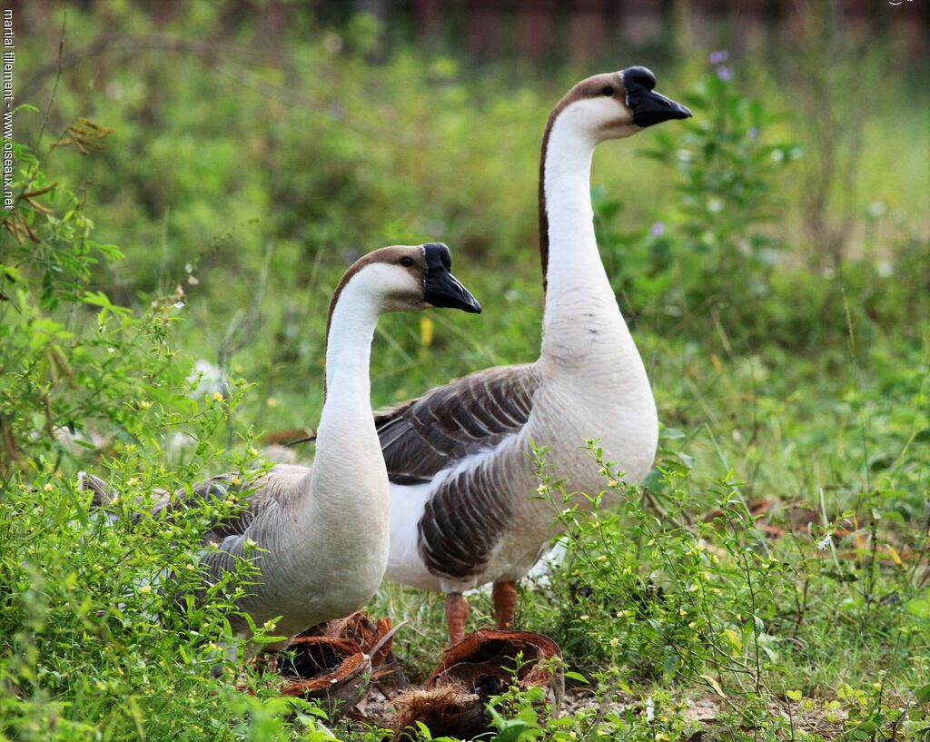 Swan Gooseadult