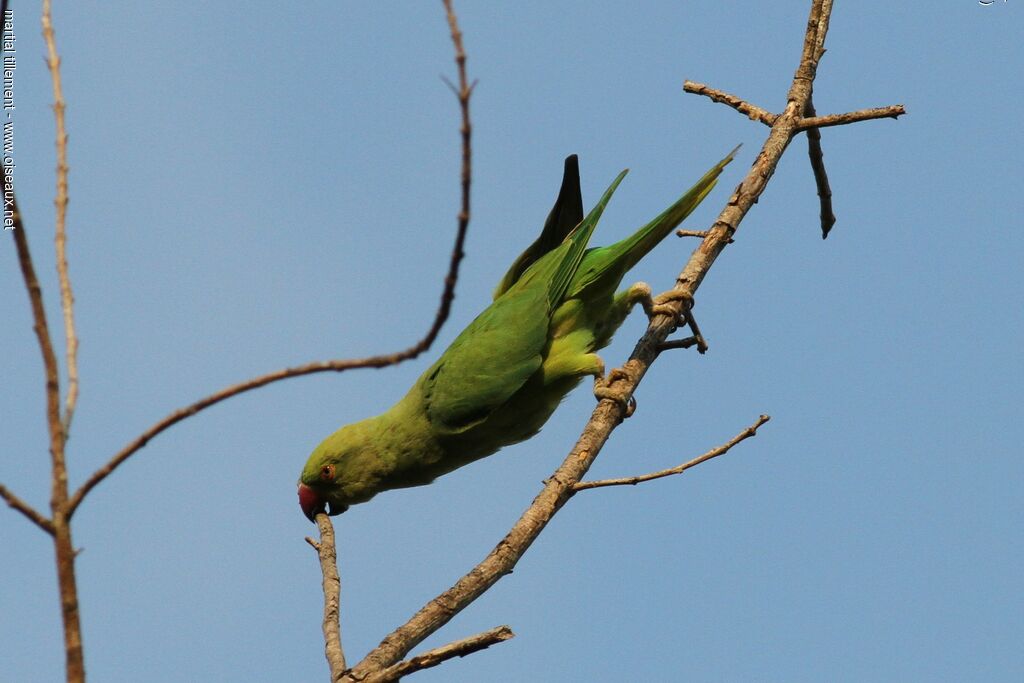 Rose-ringed Parakeet female