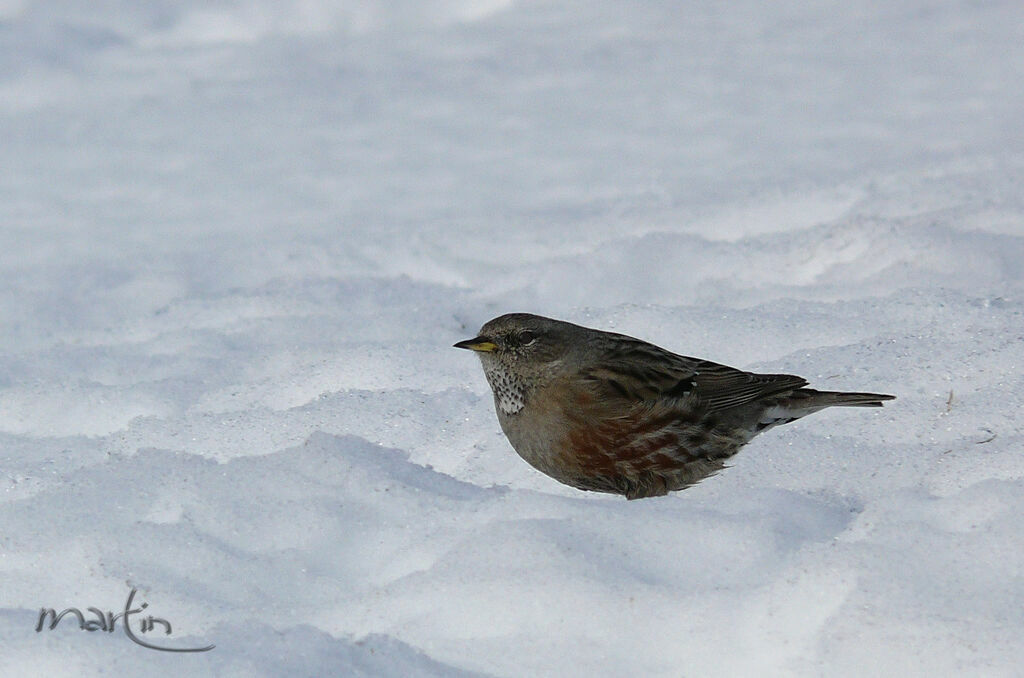 Alpine Accentoradult