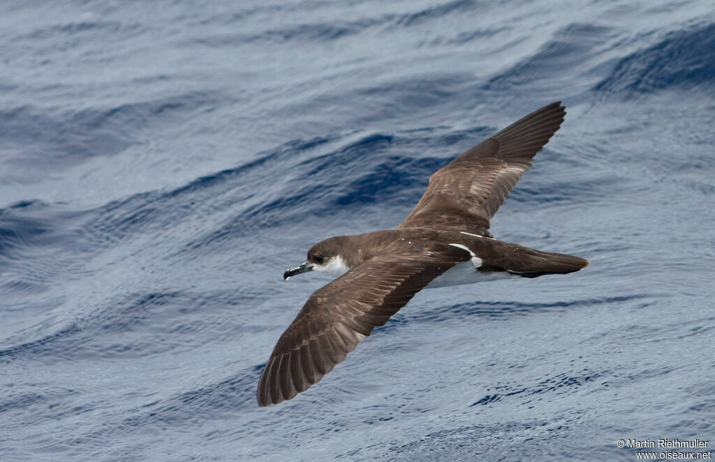 Tropical Shearwateradult post breeding, pigmentation, Flight