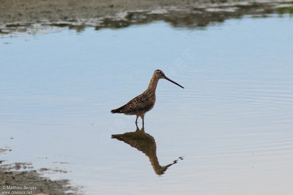 Short-billed Dowitcher