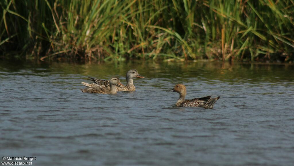 Canard pilet femelle