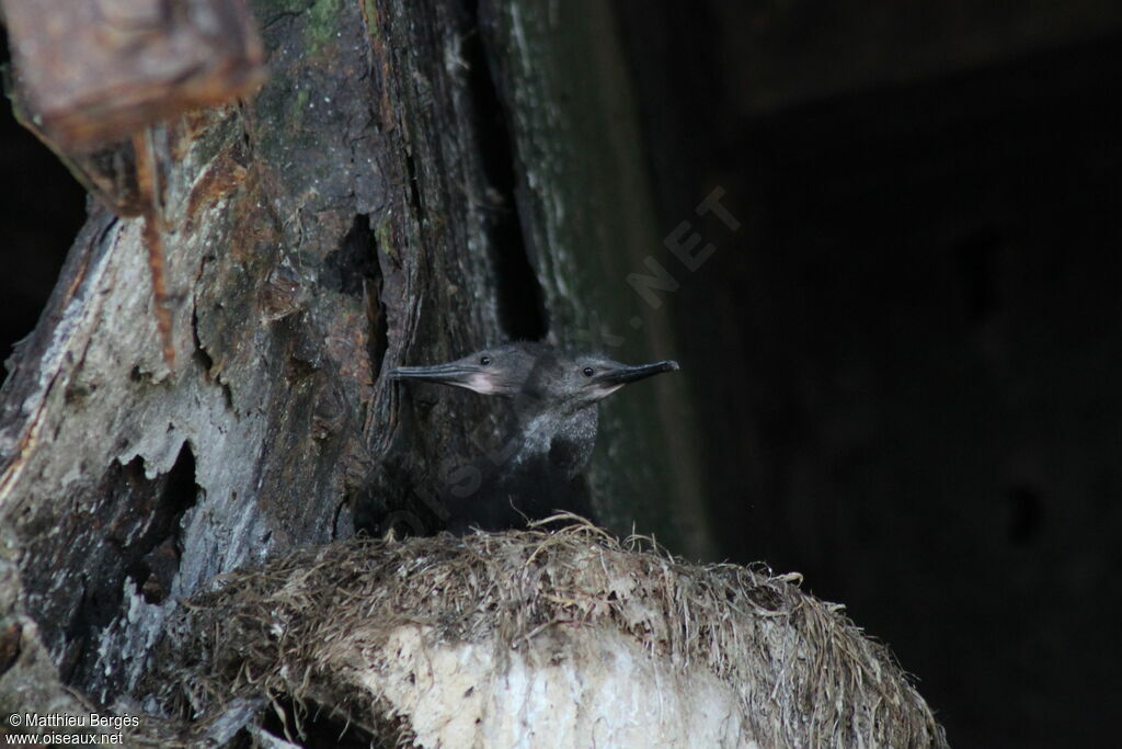 Pelagic CormorantPoussin, Reproduction-nesting