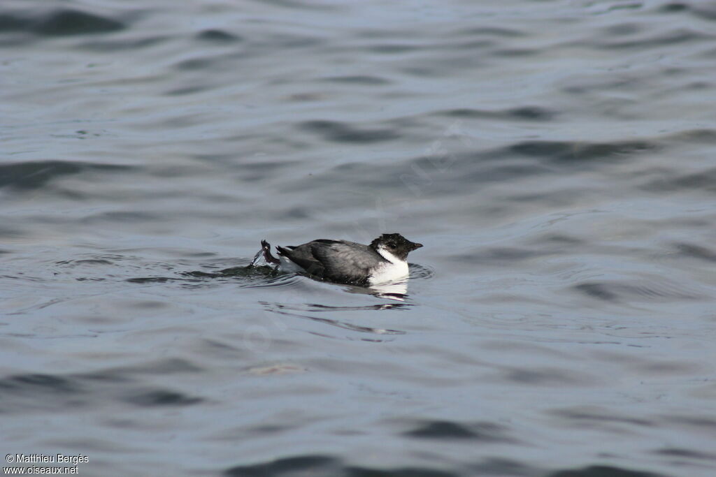 Guillemot à cou blanc