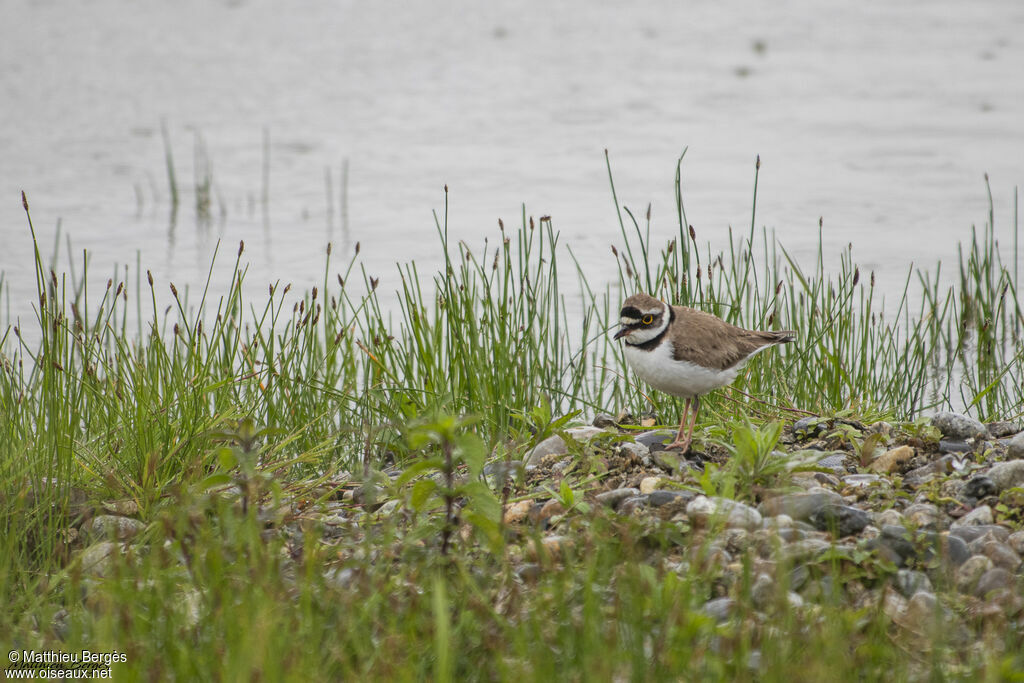 Little Ringed Plover