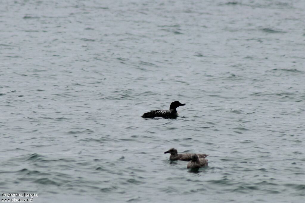 Plongeon imbrinadulte