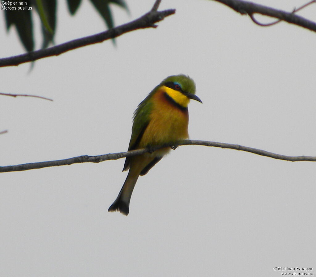 Little Bee-eater