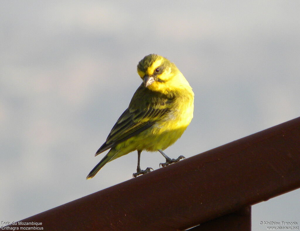 Serin du Mozambique