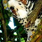 Aigle orné