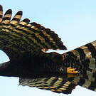 Aigle tyran
