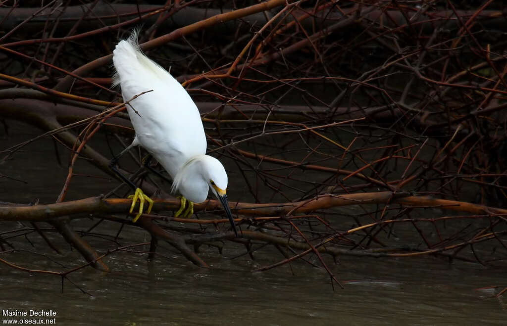Aigrette neigeuseadulte nuptial, identification, pêche/chasse