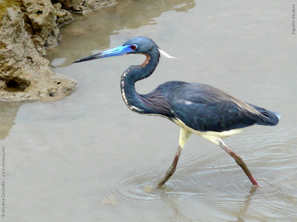 Tricolored Heronadult breeding, identification