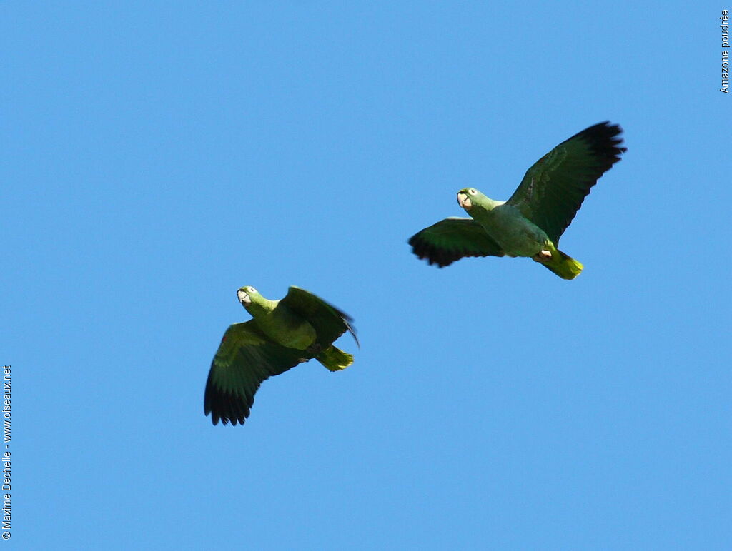 Mealy Amazon adult, Flight