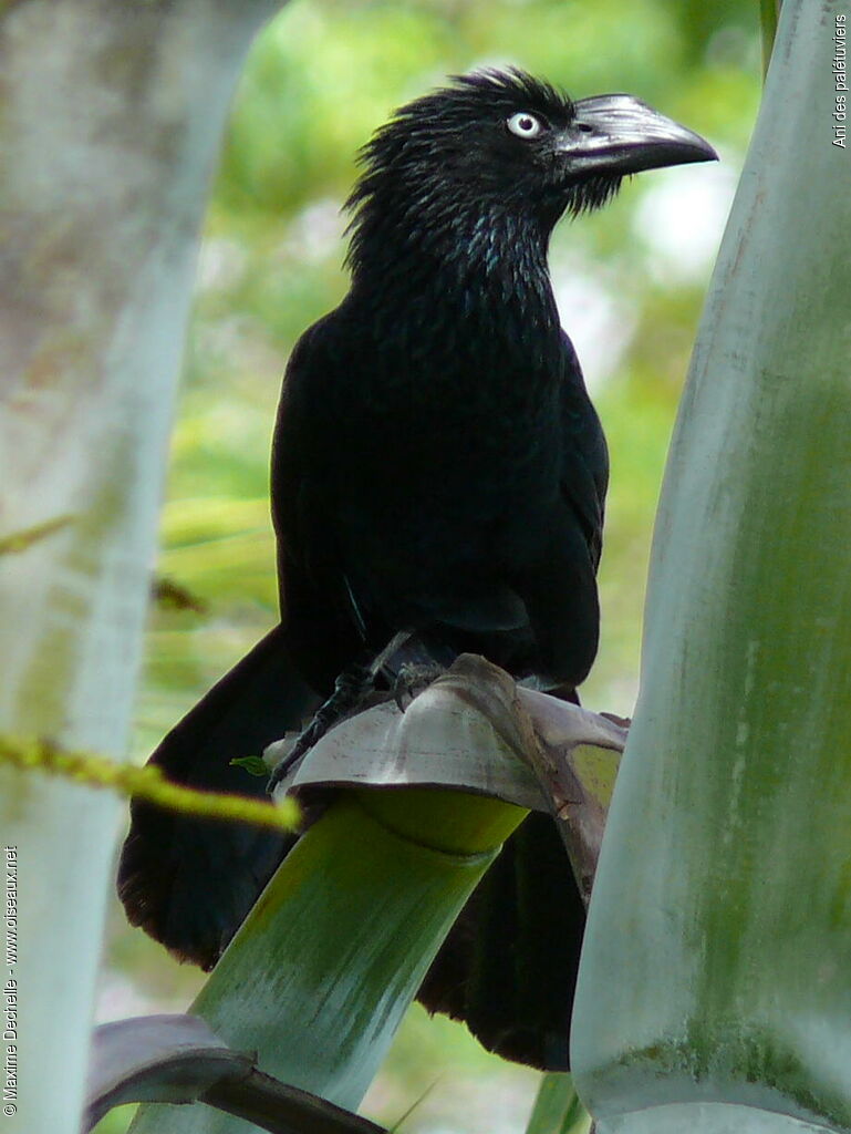 Greater Aniadult